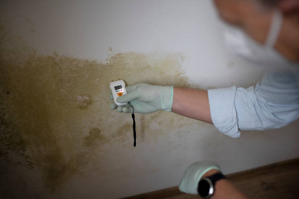 Best Insurance-Related Mold Remediation in Omaha, NE