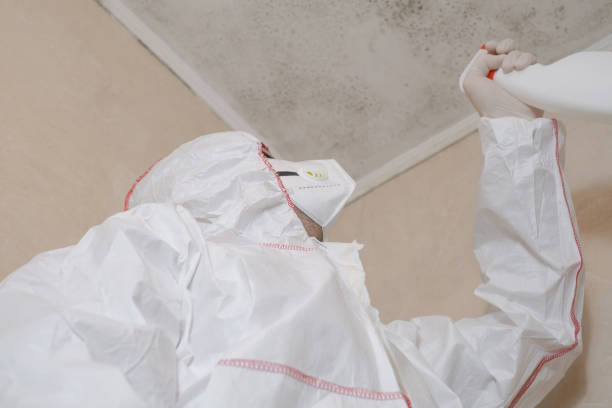 Best Basement Mold Remediation in Omaha, NE